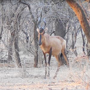 Red Hartebeest Namibia