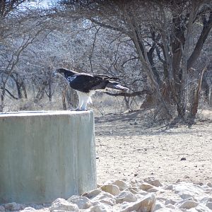 Prey Bird Namibia