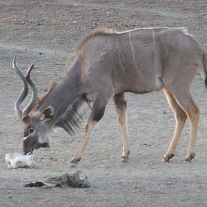 Greater Kudu Namibia | AfricaHunting.com