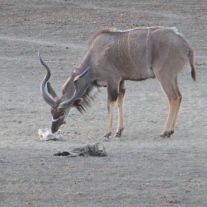 Greater Kudu Namibia