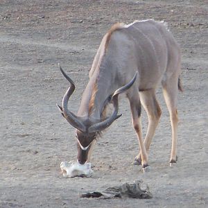 Greater Kudu Namibia