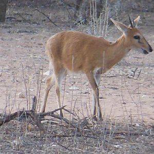 Duiker Namibia