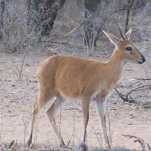 Duiker Namibia