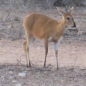 Duiker Namibia