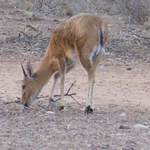 Duiker Namibia