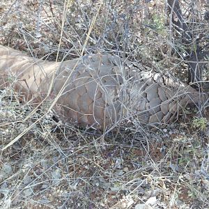 Pangolin Namibia