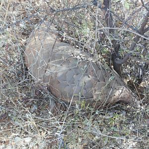 Pangolin Namibia