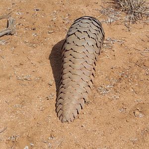 Pangolin Namibia