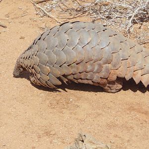 Pangolin Namibia