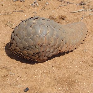 Pangolin Namibia