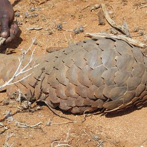 Pangolin Namibia