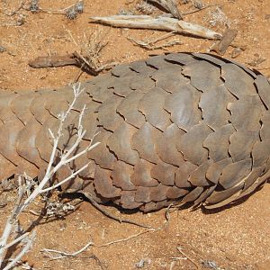 Pangolin Namibia