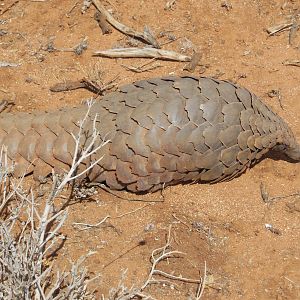 Pangolin Namibia