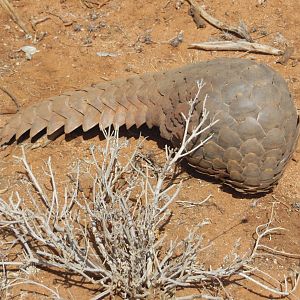 Pangolin Namibia