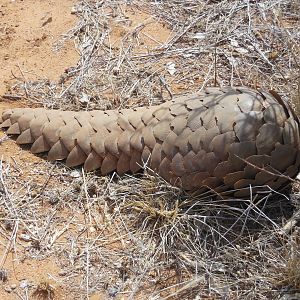 Pangolin Namibia