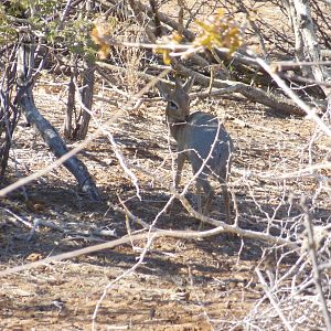 Damara Dik-Dik Namibia