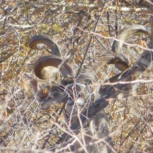 Greater Kudu Namibia