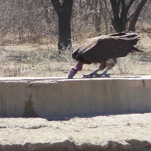 Lappet-Faced Vulture Namibia