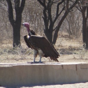 Lappet-Faced Vulture Namibia