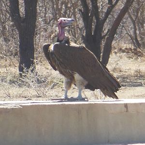 Lappet-Faced Vulture Namibia