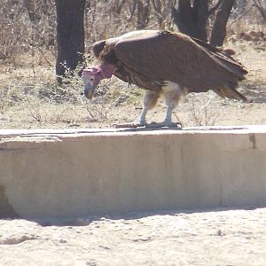 Lappet-Faced Vulture Namibia