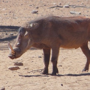 Warthog Namibia