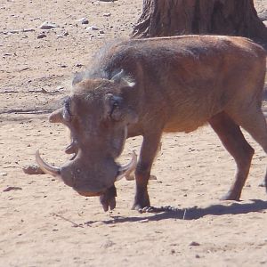 Warthog Namibia