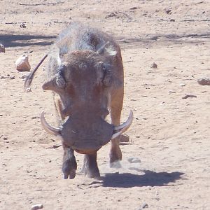 Warthog Namibia