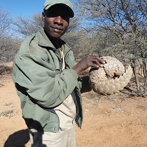 Pangolin Namibia