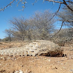 Pangolin Namibia