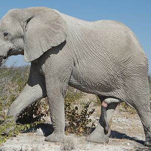 Elephant Etosha Namibia