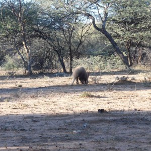 Aardvark or Antbear Namibia