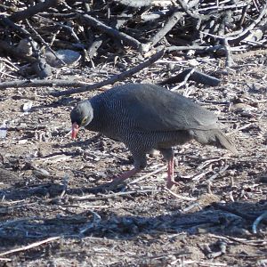 Francolin Namibia