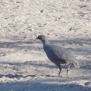 Francolin Namibia