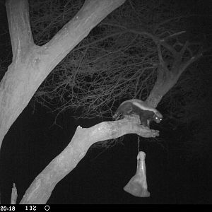 Honey Badger Trail Camera