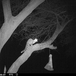 Genet Cat Trail Camera