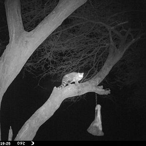 Genet Cat Trail Camera