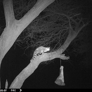 Genet Cat Trail Camera