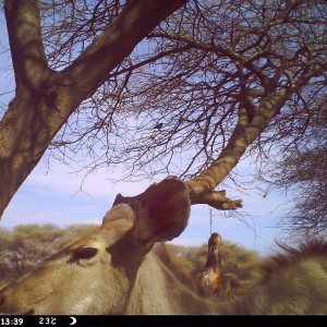 Greater Kudu Trail Camera