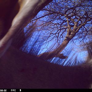 Greater Kudu Trail Camera