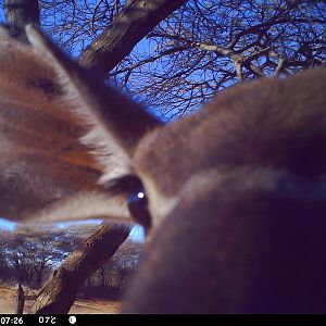 Greater Kudu Trail Camera