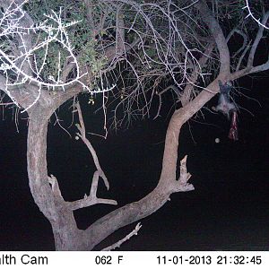 Honey Badger Trail Camera