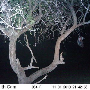 Honey Badger Trail Camera