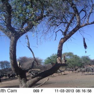 Blue Wildebeest Trail  Camera