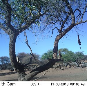 Blue Wildebeest Trail Camera