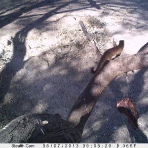 Red Mongoose Trail Camera