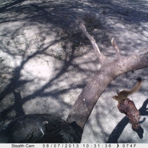 Red Mongoose Trail Camera