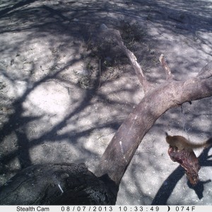 Red Mongoose Trail Camera