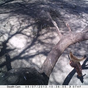 Red Mongoose Trail Camera