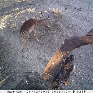 Impala Trail Camera